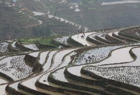 Jiabang Rice Terraces