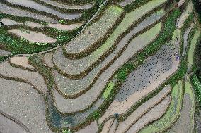 Jiabang Rice Terraces