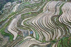 Jiabang Rice Terraces