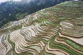 Jiabang Rice Terraces