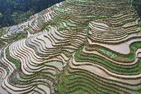 Jiabang Rice Terraces