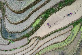 Jiabang Rice Terraces