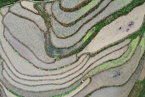 Jiabang Rice Terraces
