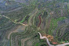 Nanfeng Rice Terraces