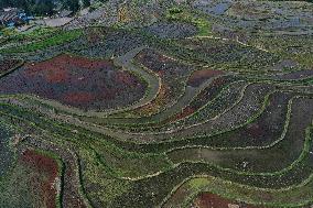 Nanfeng Rice Terraces