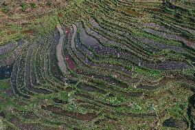 Nanfeng Rice Terraces