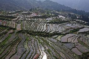 Nanfeng Rice Terraces