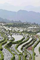 Nanfeng Rice Terraces