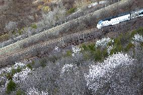 The Train To Spring