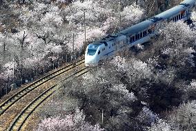 The Train To Spring