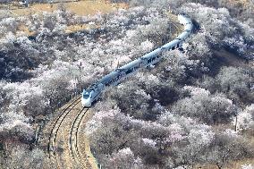 The Train To Spring