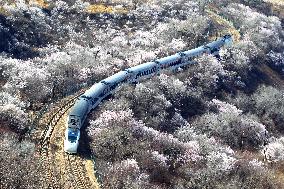 The Train To Spring