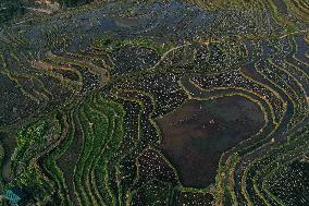 Nanfeng Colorful Rice Terraces