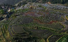 Nanfeng Colorful Rice Terraces