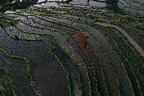 Nanfeng Colorful Rice Terraces