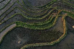 Nanfeng Colorful Rice Terraces