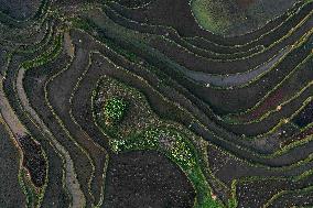 Nanfeng Colorful Rice Terraces