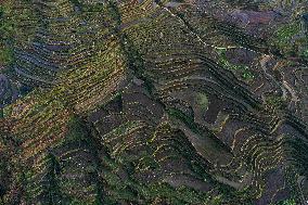 Nanfeng Colorful Rice Terraces