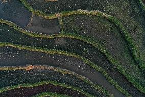 Nanfeng Colorful Rice Terraces