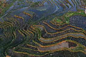 Nanfeng Colorful Rice Terraces