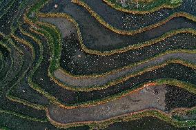 Nanfeng Colorful Rice Terraces