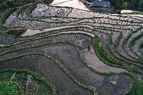 Nanfeng Colorful Rice Terraces