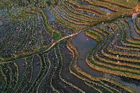 Nanfeng Colorful Rice Terraces