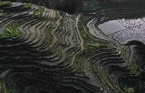 Nanfeng Colorful Rice Terraces