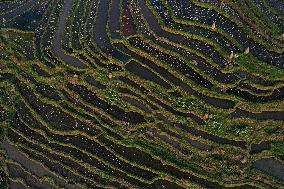 Nanfeng Colorful Rice Terraces