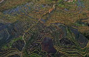 Nanfeng Colorful Rice Terraces