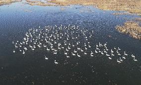 White Swans Roost At Yanghe Wetland