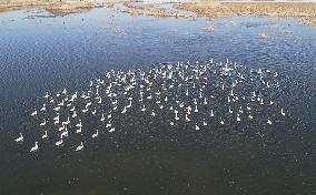 White Swans Roost At Yanghe Wetland