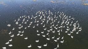 White Swans Roost At Yanghe Wetland