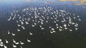 White Swans Roost At Yanghe Wetland