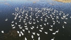 White Swans Roost At Yanghe Wetland