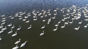 White Swans Roost At Yanghe Wetland