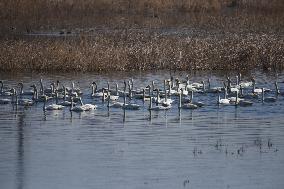 White Swans Roost At Yanghe Wetland