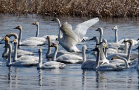 White Swans Roost At Yanghe Wetland