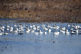 White Swans Roost At Yanghe Wetland