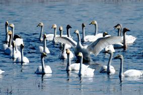 White Swans Roost At Yanghe Wetland