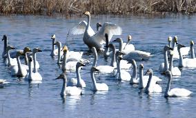 White Swans Roost At Yanghe Wetland