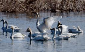 White Swans Roost At Yanghe Wetland