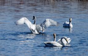 White Swans Roost At Yanghe Wetland