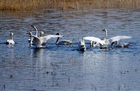 White Swans Roost At Yanghe Wetland