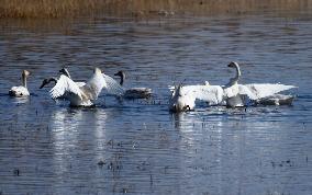 White Swans Roost At Yanghe Wetland