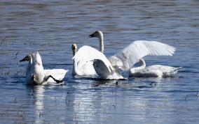 White Swans Roost At Yanghe Wetland