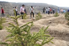 Ecological Environment Construction