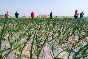 Intelligent Agriculture