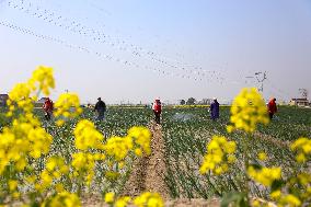 Intelligent Agriculture