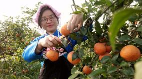 Rural Characteristic Fruit Industry